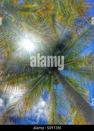 Sunlight breaking through the palm tree