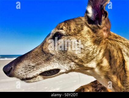 Greyhound dog at the beach, profile head shot Stock Photo