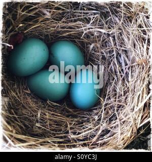 Blue eggs in a robins nest