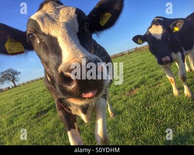 Inquisitive cows in a field Stock Photo