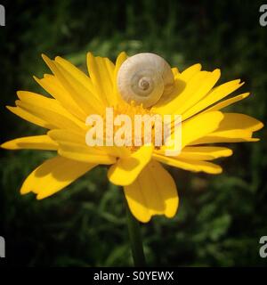 A snail perchs on a yellow daisy flower in Prado del Rey, Sierra de Cadiz, Andalusia, Spain Stock Photo