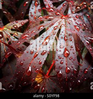 Water drops on a red leaf. Stock Photo