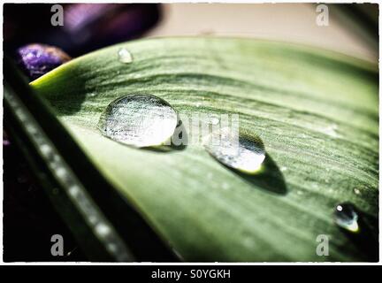 Framed water droplets in sunlight on a tulip leaf Stock Photo