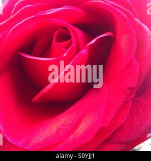 Rose Stock Photo