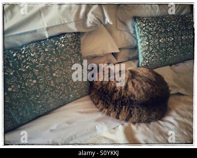 Cat curled up on bed. Stock Photo