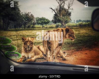 African safari Stock Photo