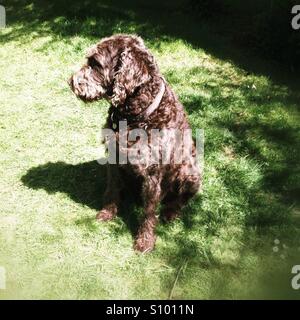 Chocolate brown chocolate labradoodle dog. Stock Photo