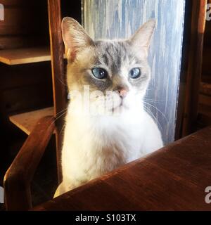 Blue eyed Siamese cat sitting in a chair at the table. Stock Photo