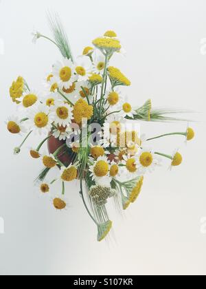 A bouquet of wild daisies on white background Stock Photo