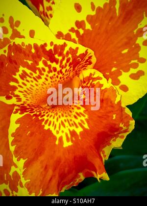Intense vibrant bloom of a Canna Lily plant, Canna x generalis Stock Photo