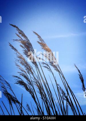 Splendour in the long grass Stock Photo