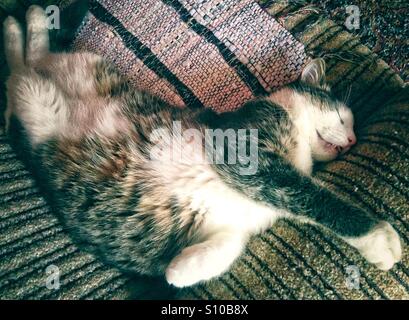 Cat sleeping in funny position with open mouth Stock Photo