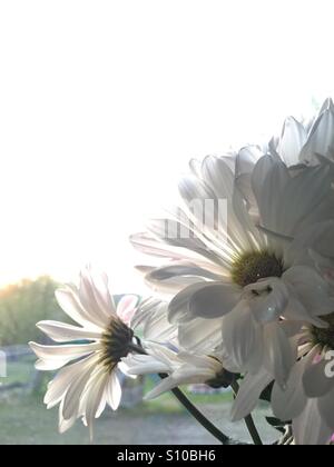 White daisies in the window sill Stock Photo