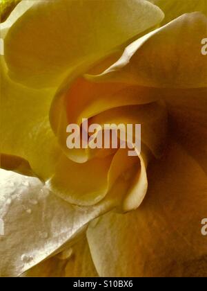 Macro close up view of a Gardenia bloom with warm tones, Gardenia jasminoides Stock Photo