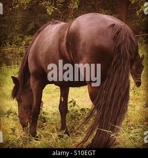 Two brown horses eating grass Stock Photo