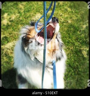 Playful Sheltie dog jumping up to grab his leash Stock Photo