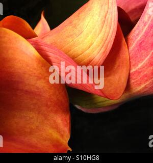 Abstract calla lilies Stock Photo