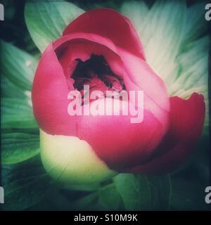 Peony opening. Stock Photo