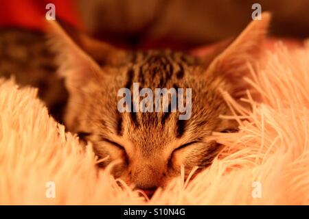 Kitten sleeping on the pillow Stock Photo
