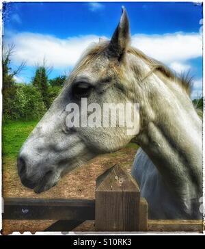 Grey horse looking over the gate. Stock Photo