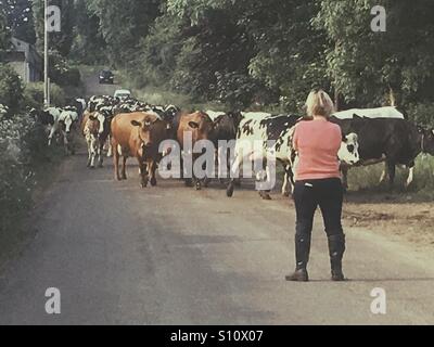 Farmer watching herd of cattle walking down a country lane in rural England. Stock Photo