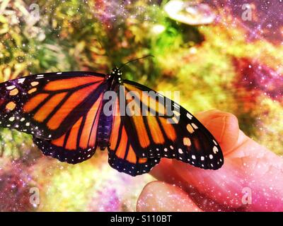 Newly emerged female monarch butterfly on a woman's hand, Ponte Vedra Beach, Florida, USA.