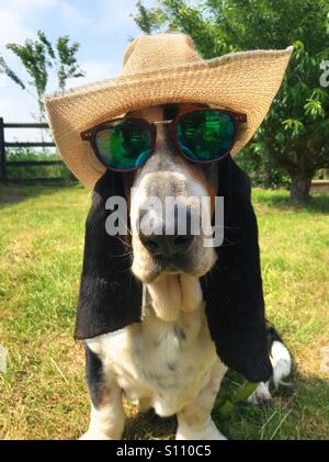 Basset Hound wearing sunglasses and a hat in the garden on a summers day Stock Photo