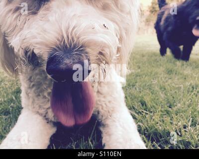 Two labradoodle dogs panting. Stock Photo