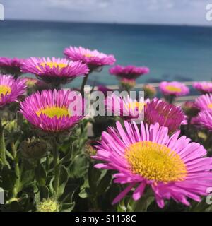 Coastal flowers - Erigeron Seabreeze Stock Photo