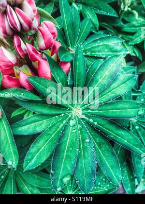 Focus on large green leaf of the lupin Stock Photo
