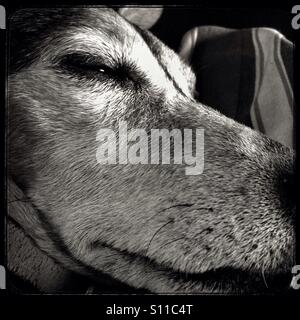 Sleepy dog. Stock Photo