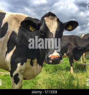 Cows in a field at Almscliff Crag Stock Photo