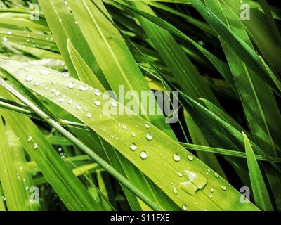 Water droplets on a leaf. Stock Photo