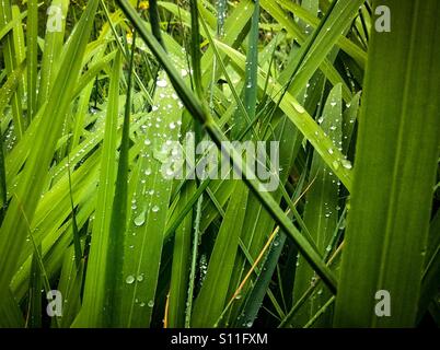 Raid droplets on leaves. Stock Photo
