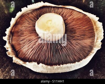 Large flat white mushroom Stock Photo