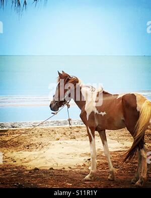 A beautiful horse standing by the sea Stock Photo