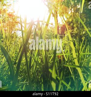 The sun shines through long tall blades of grass Stock Photo