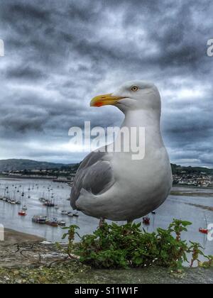 Seagull on Conwy Castle wall above the marina Stock Photo