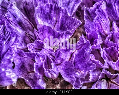 Limonium sinuatum commonly known as statice or sea lavender, close up Stock Photo
