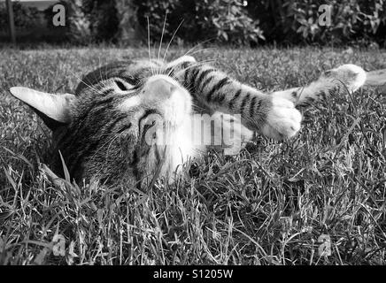 Black and white image of tabby cat rolling in the grass Stock Photo