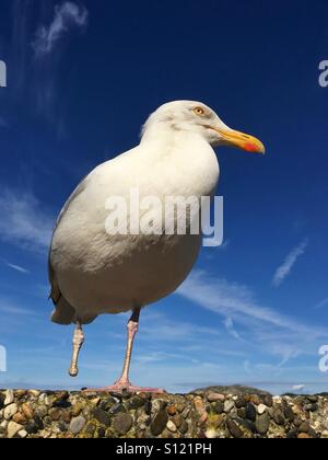 One legged seagull on Llandudno sea front Stock Photo