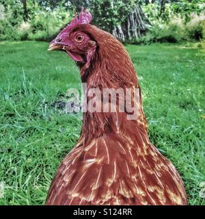 Chicken Cam - a free range chicken on alert Stock Photo