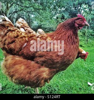 A free range chicken Stock Photo