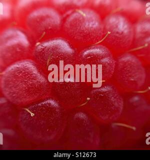 Red raspberry macro Stock Photo