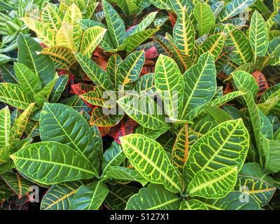 Decorative plants. Croton. Stock Photo