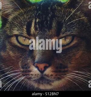 Grumpy cat looking at the camera Stock Photo