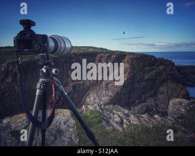 Photographing seabirds on the rugged Atlantic coast. Stock Photo