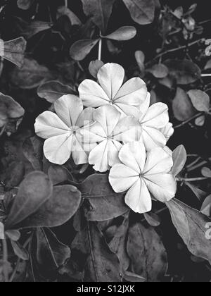 Cape leadwort, white plumbago flower in black and white effect Stock Photo