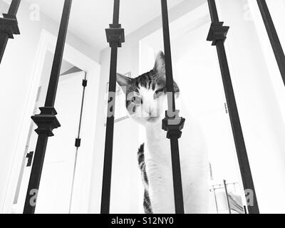 Domestic tabby cat peering down through stairway bars in black and white Stock Photo
