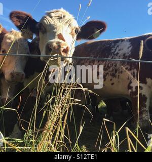 A brown and white cow eats grass behind a wire fence. Nappan, Nova Scotia, Canada. Stock Photo